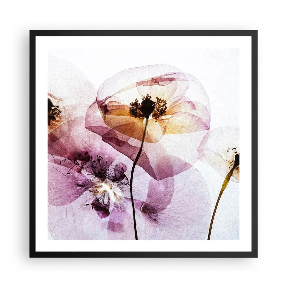 Poster în ramă neagră - Corp de flori transparente - 60x60 cm