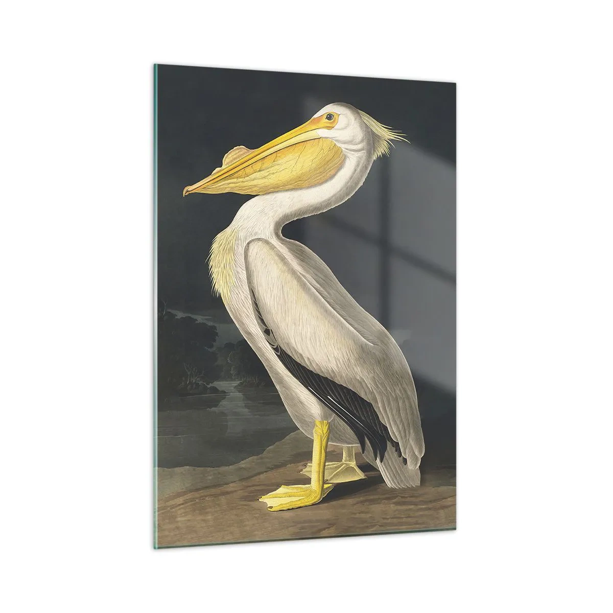 Tablou pe sticlă - Plin de mândrie - 50x70 cm