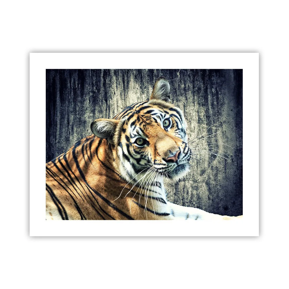 Poster - Portret în fluxuri de lumină - 50x40 cm