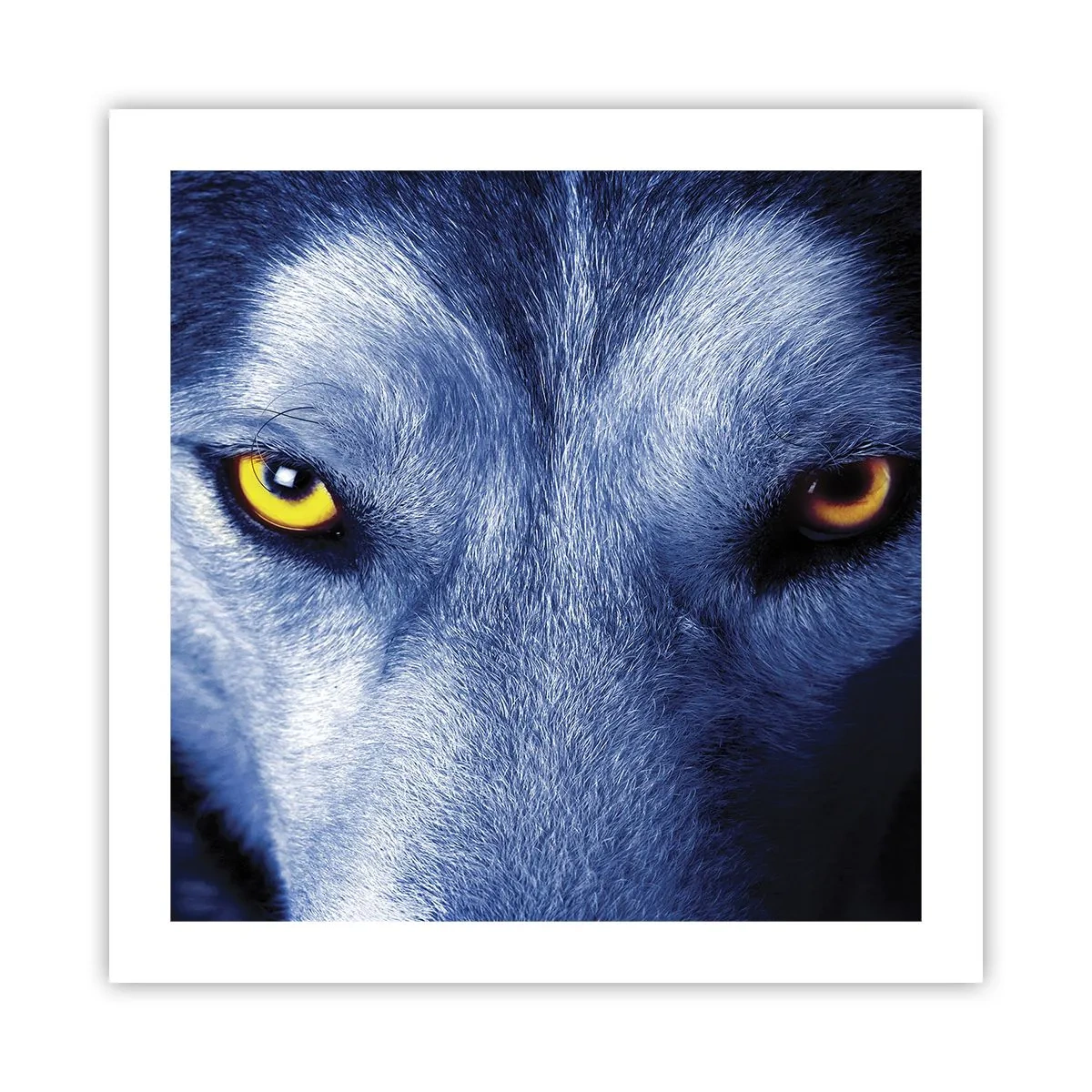 Poster - O privire hipnotizantă - 50x50 cm