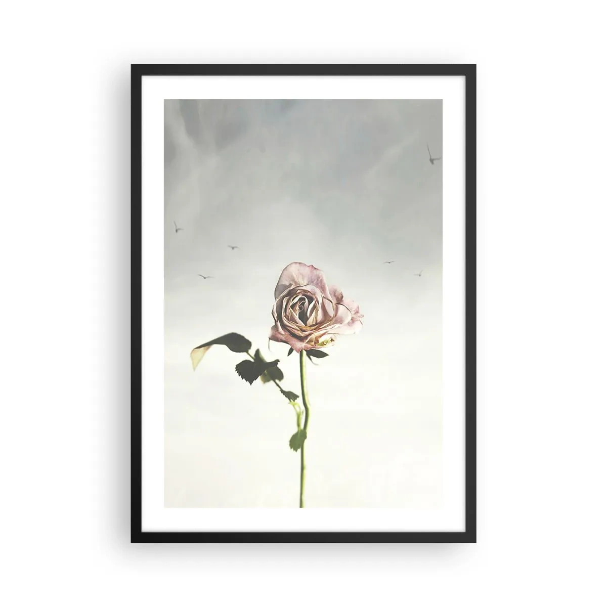 Poster în ramă neagră - Un trandafir subtil pe un cer delicat - 50x70cm - Primăvara binevenită - Decorațiune modernă pentru perete pentru living și dormitor ARTTOR