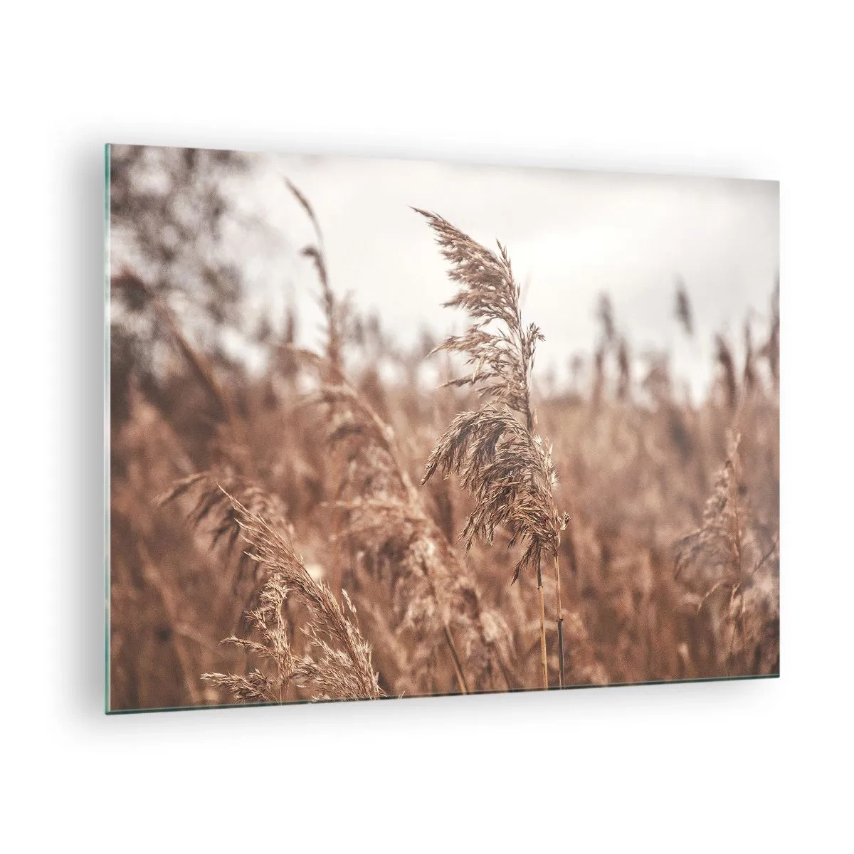 Tablou pe sticlă - Ierburi uscate în vânt în lumina toamnei a naturii - 70x50cm - Toamna pe câmpuri - Decorațiune modernă pentru perete pentru living și dormitor ARTTOR