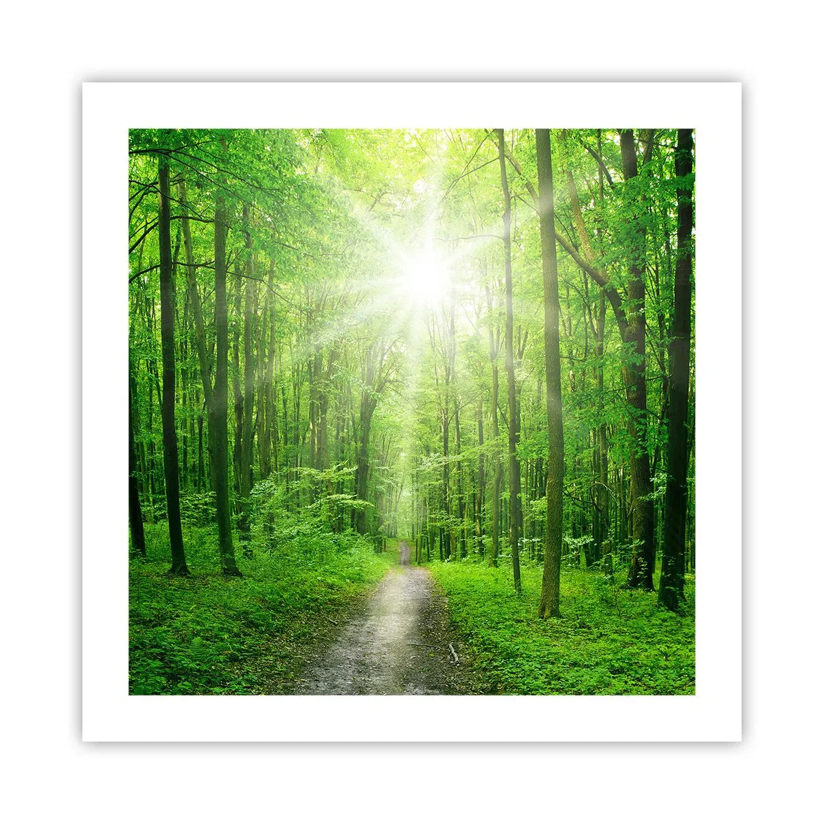 Poster - Catedrala verde - 50x50 cm