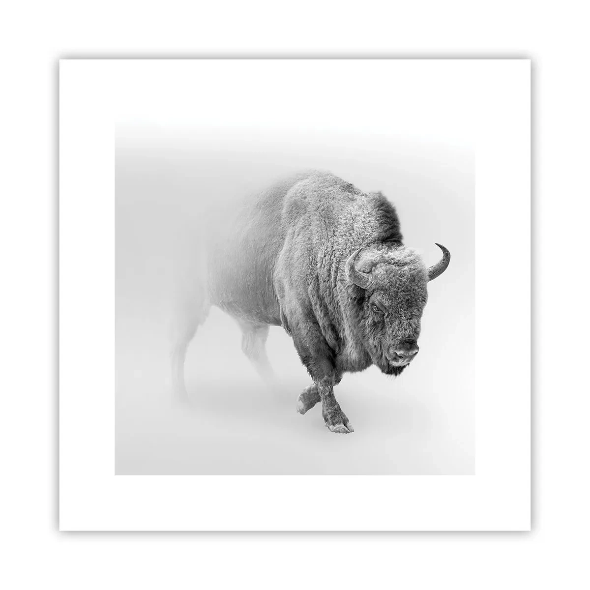 Poster - Regele preriilor - 30x30 cm