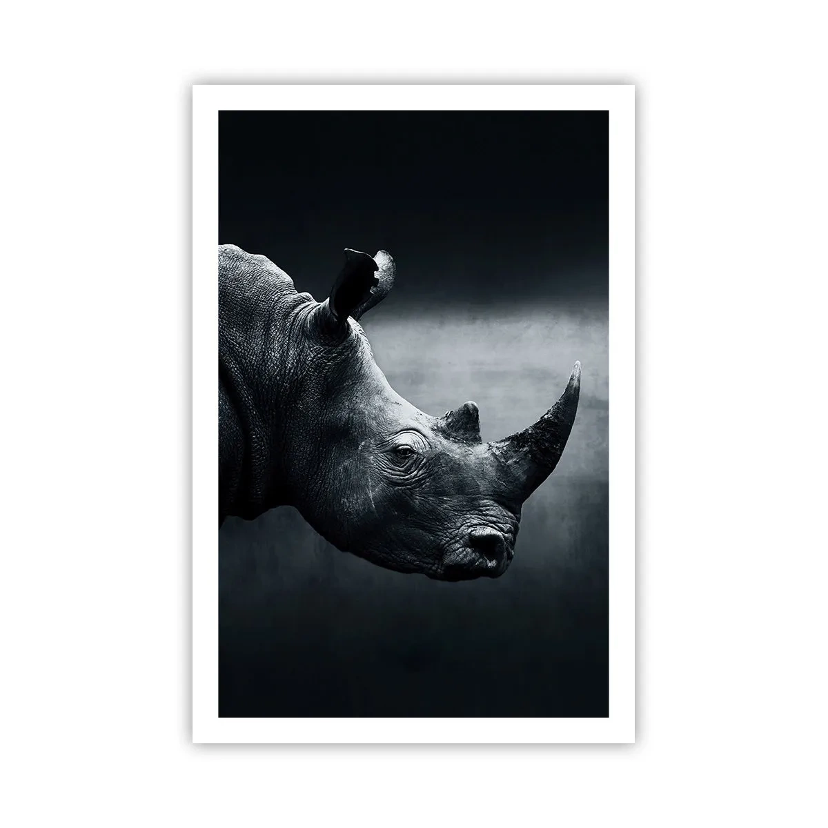 Poster - Profil drept - 61x91 cm