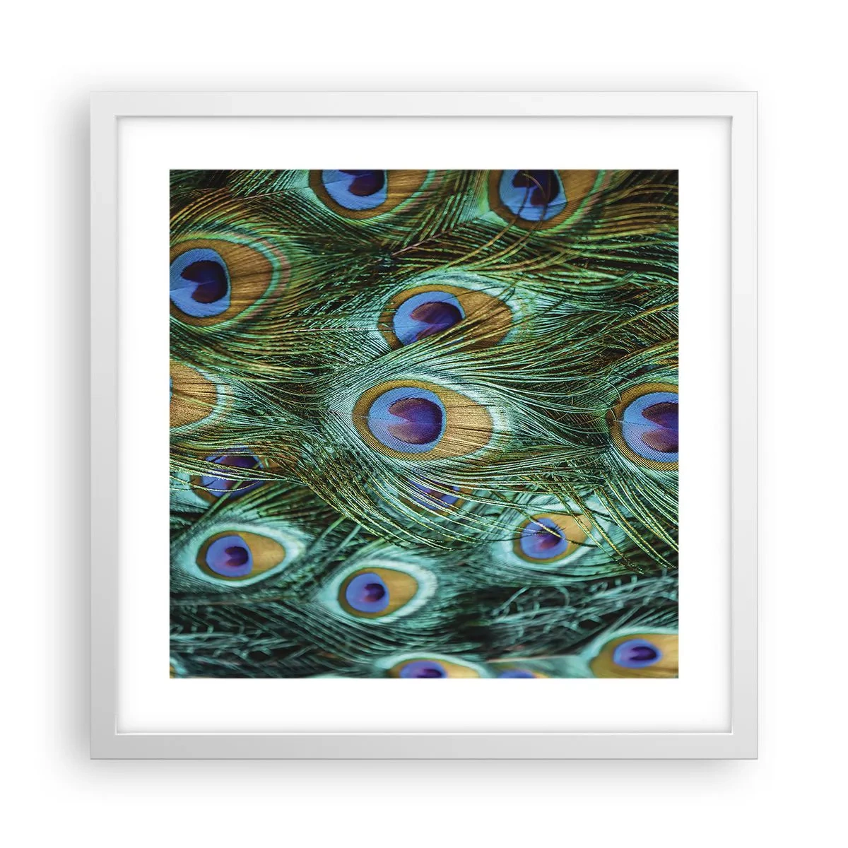 Poster în ramă albă - O privire cu ochi de păun - 40x40 cm
