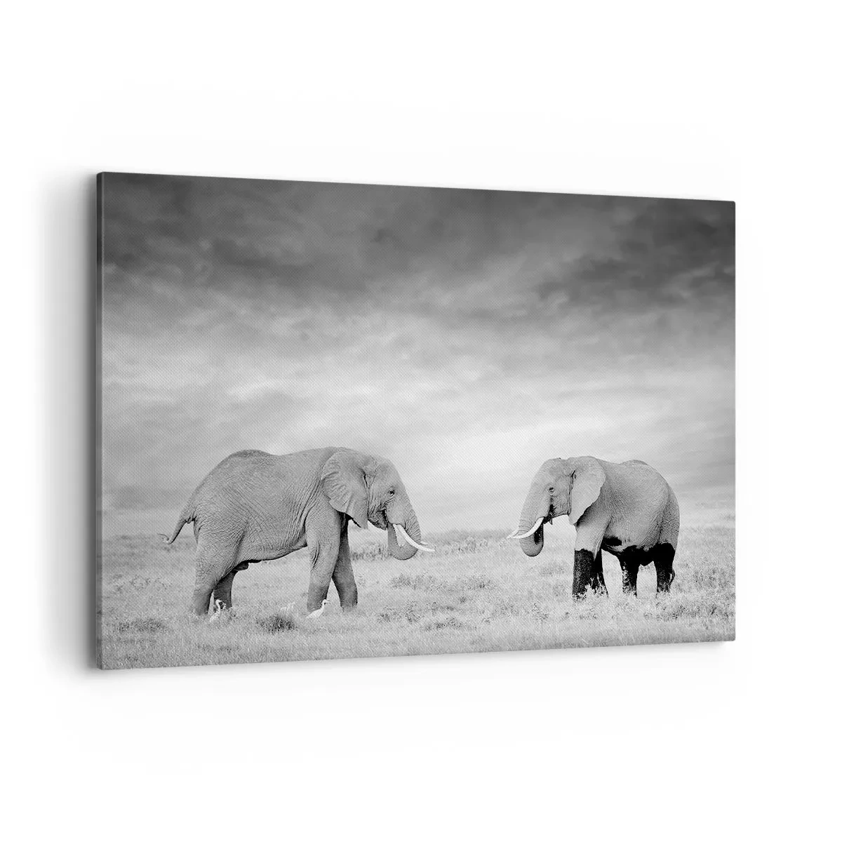 Tablou pe pânză - Griul elefantin este frumos - 120x80 cm