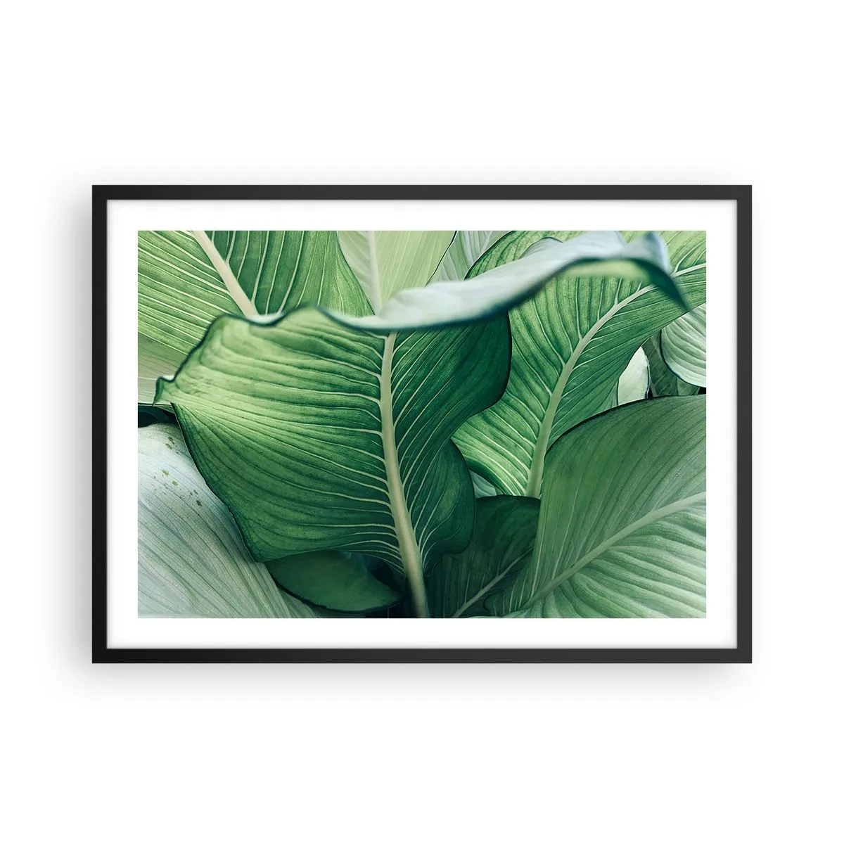 Poster în ramă neagră - Viață intensă în verde - 70x50 cm