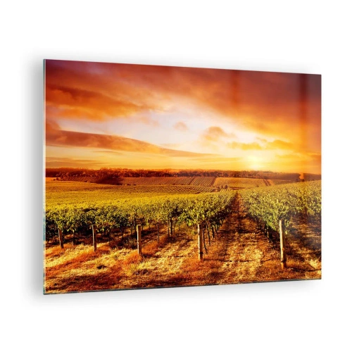 Tablou pe sticlă - Viță de vie într-un câmp la apus - 70x50cm - Cu un iz de fructe, cu o notă de soare - Decorațiune modernă pentru perete pentru living și dormitor ARTTOR