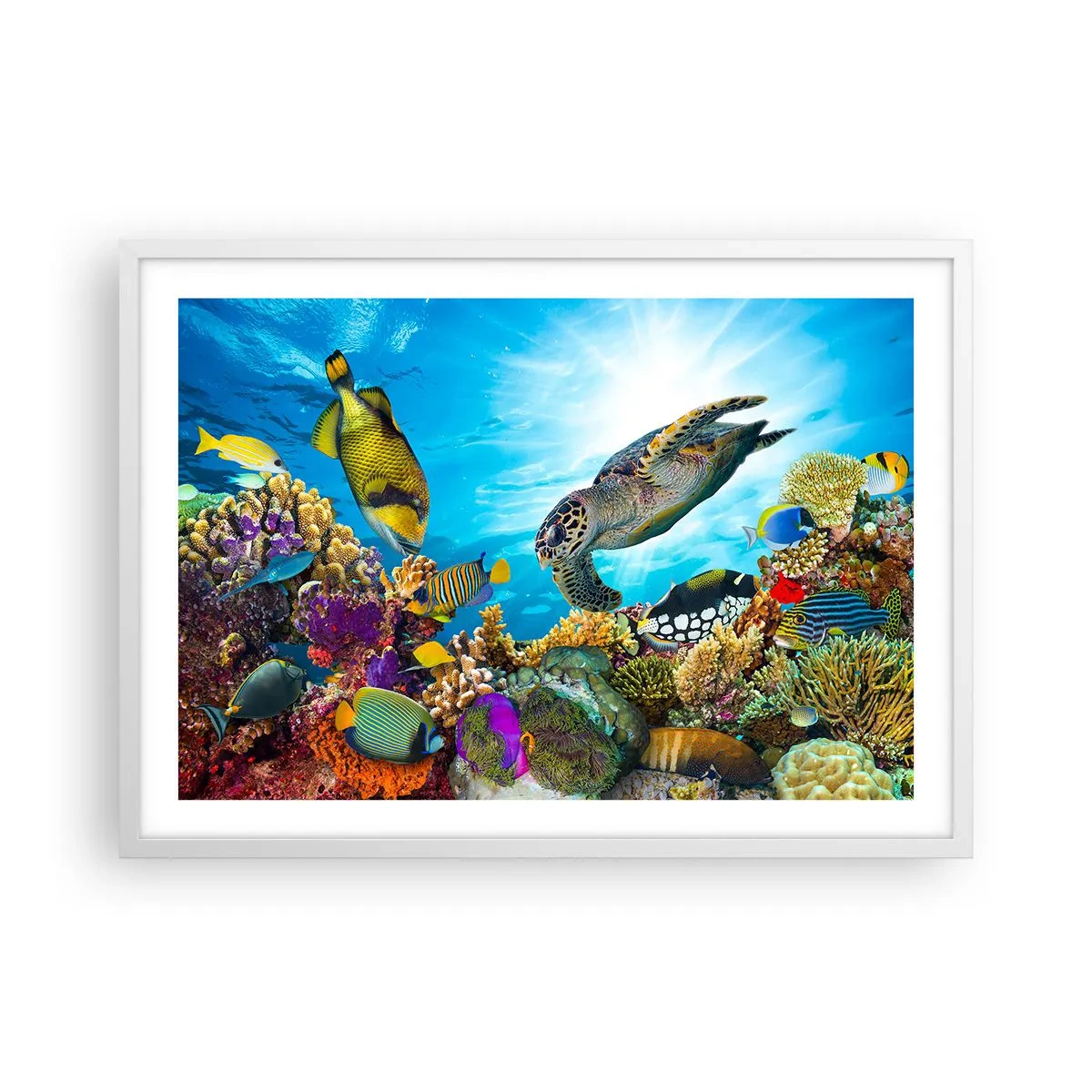 Poster în ramă albă - Promenada de corali - 70x50 cm
