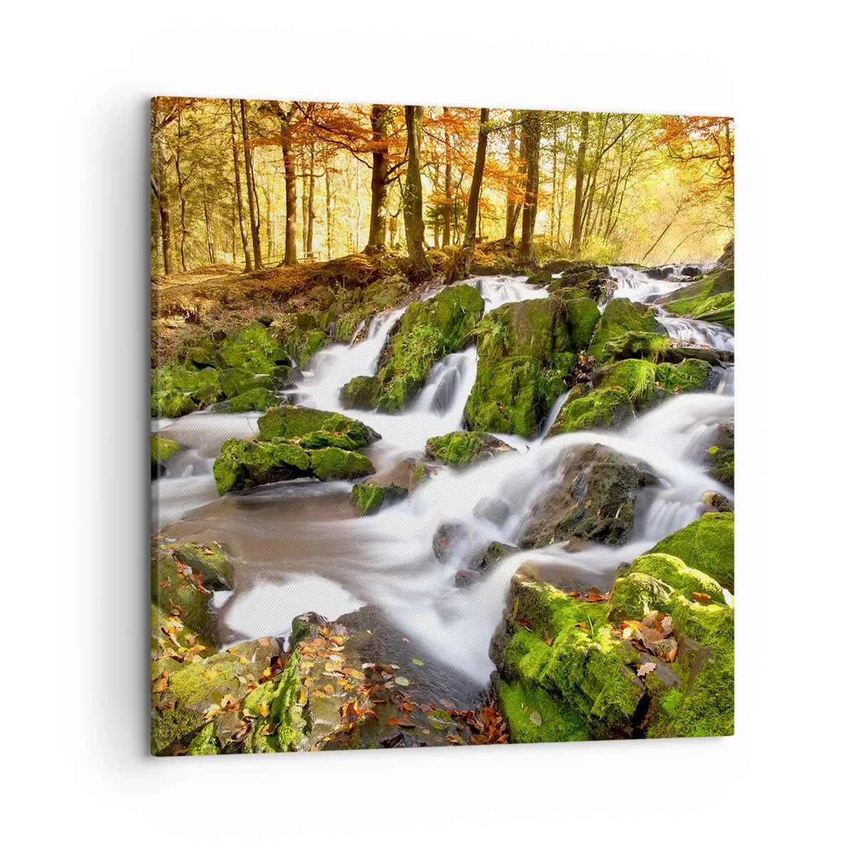 Tablou pe pânză - Repede prin pădure de toamnă - 50x50 cm