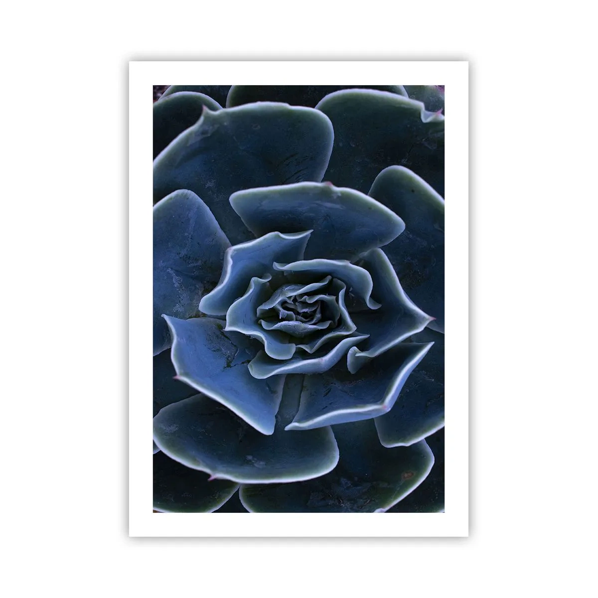 Poster - Floare de deșert - 50x70 cm