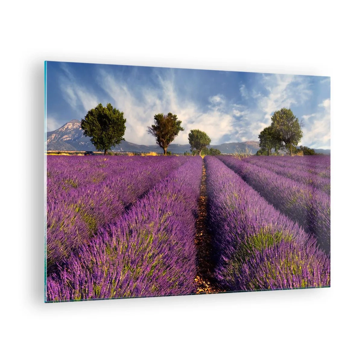 Tablou pe sticlă - Un câmp de lavandă cu copaci și un fundal muntos - 70x50cm - Câmpuri de lavandă - Decorațiune modernă pentru perete pentru living și dormitor ARTTOR
