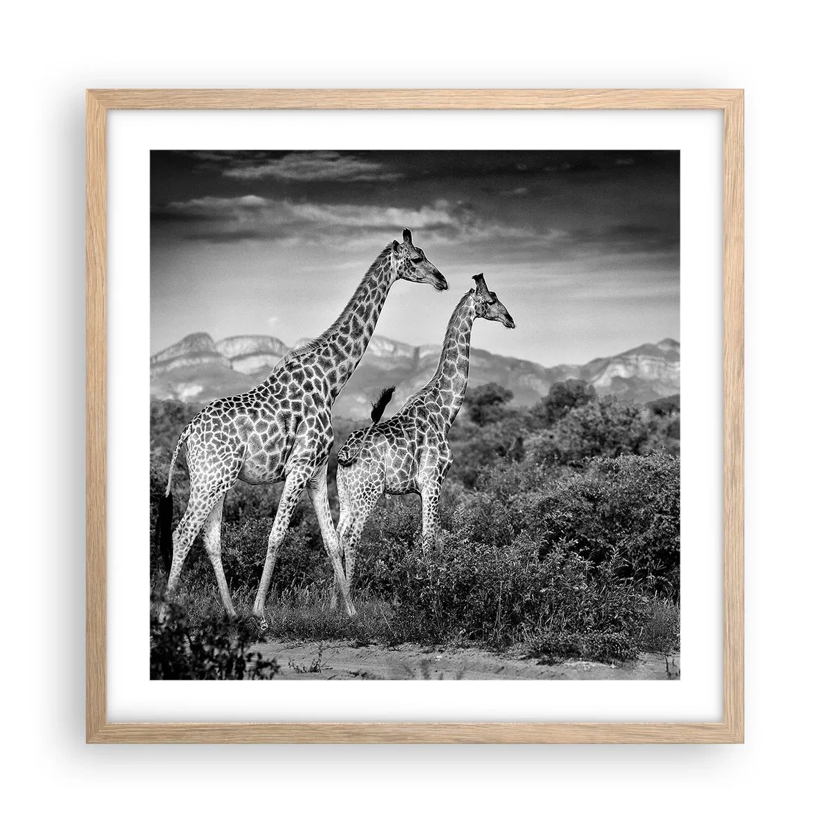 Poster în ramă de stejar deschis - Clasele superioare din Africa - 50x50 cm