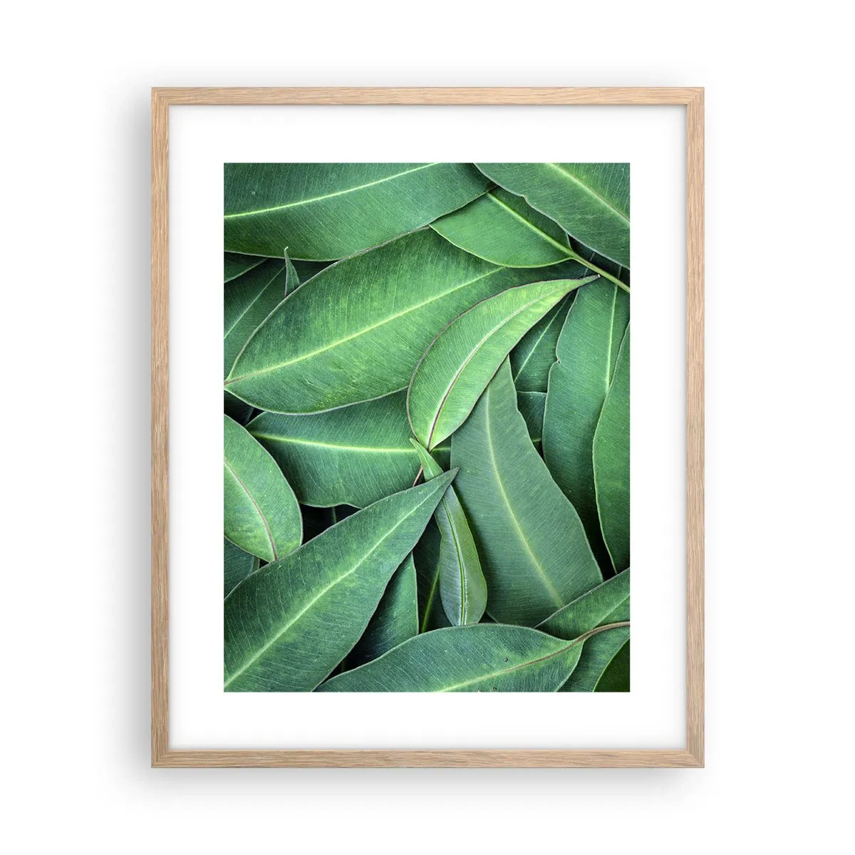 Poster în ramă de stejar deschis - Suculente și proaspete - 40x50 cm