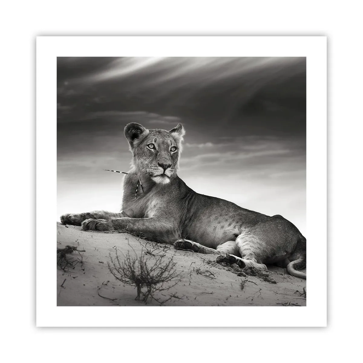 Poster - Odihna reginei deșertului - 50x50 cm