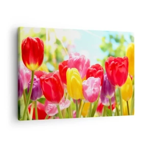 Tablou pe pânză Canvas - Lalele colorate în plină floare pe un fundal de primăvară - 70x50cm - Așa suntem noi, culorile lunii mai! - Decorațiune modernă pentru perete pentru living și dormitor ARTTOR