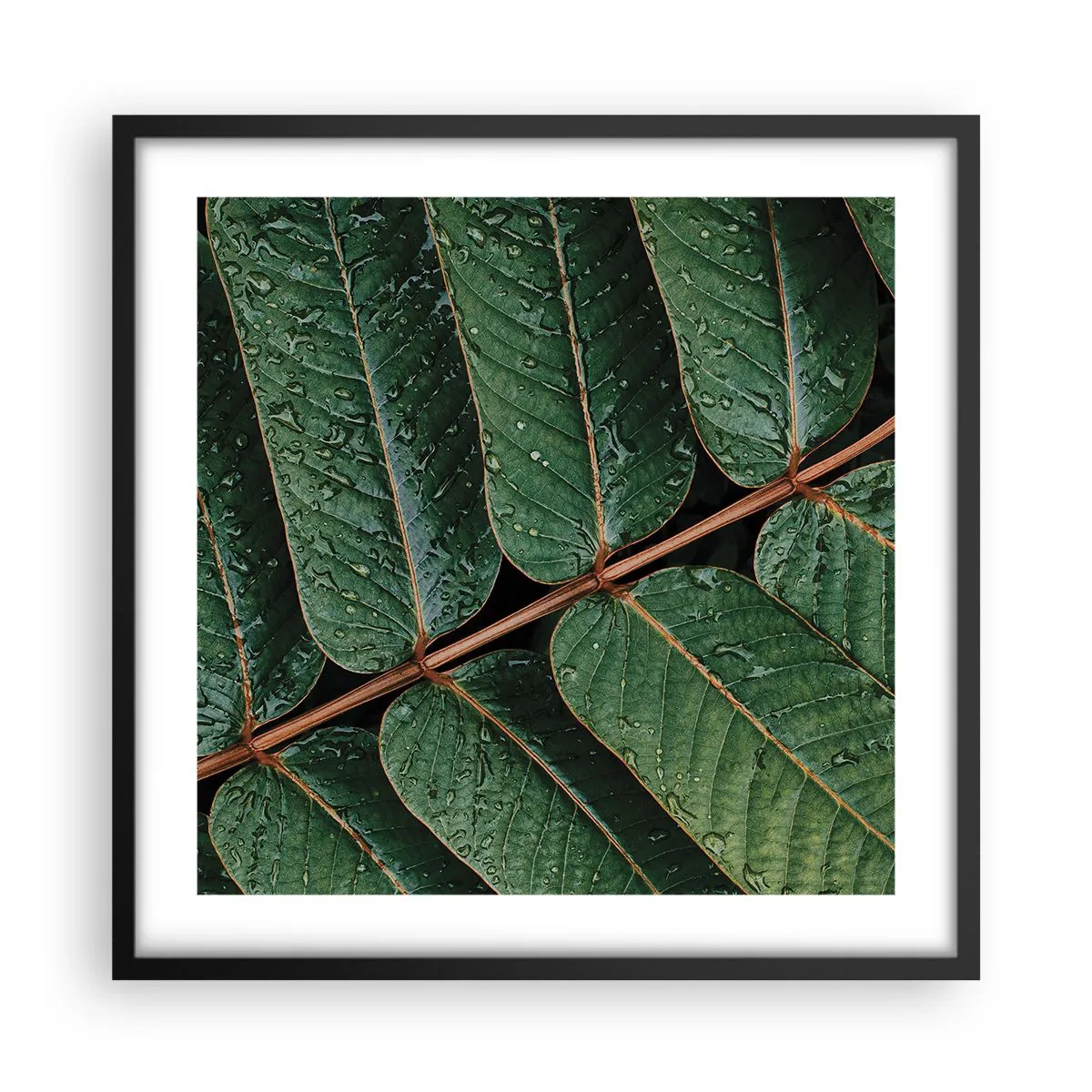 Poster în ramă neagră - Într-un ritm verde - 50x50 cm