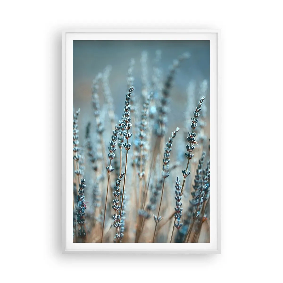 Poster în ramă albă - Câmpul parfumat - 70x100 cm