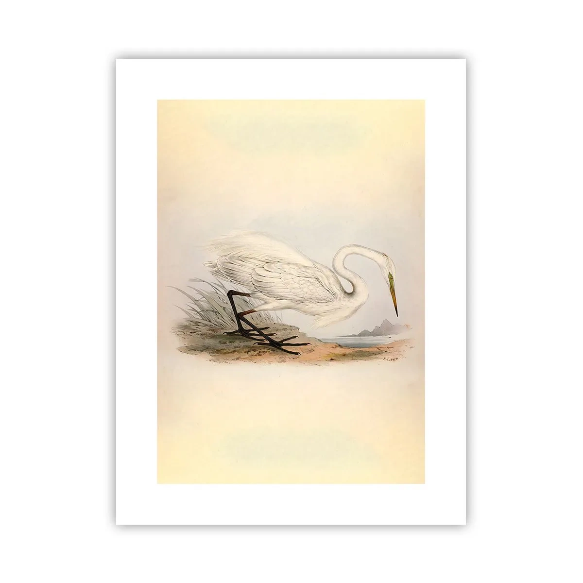 Poster - Doamna în stufărișuri - 30x40 cm
