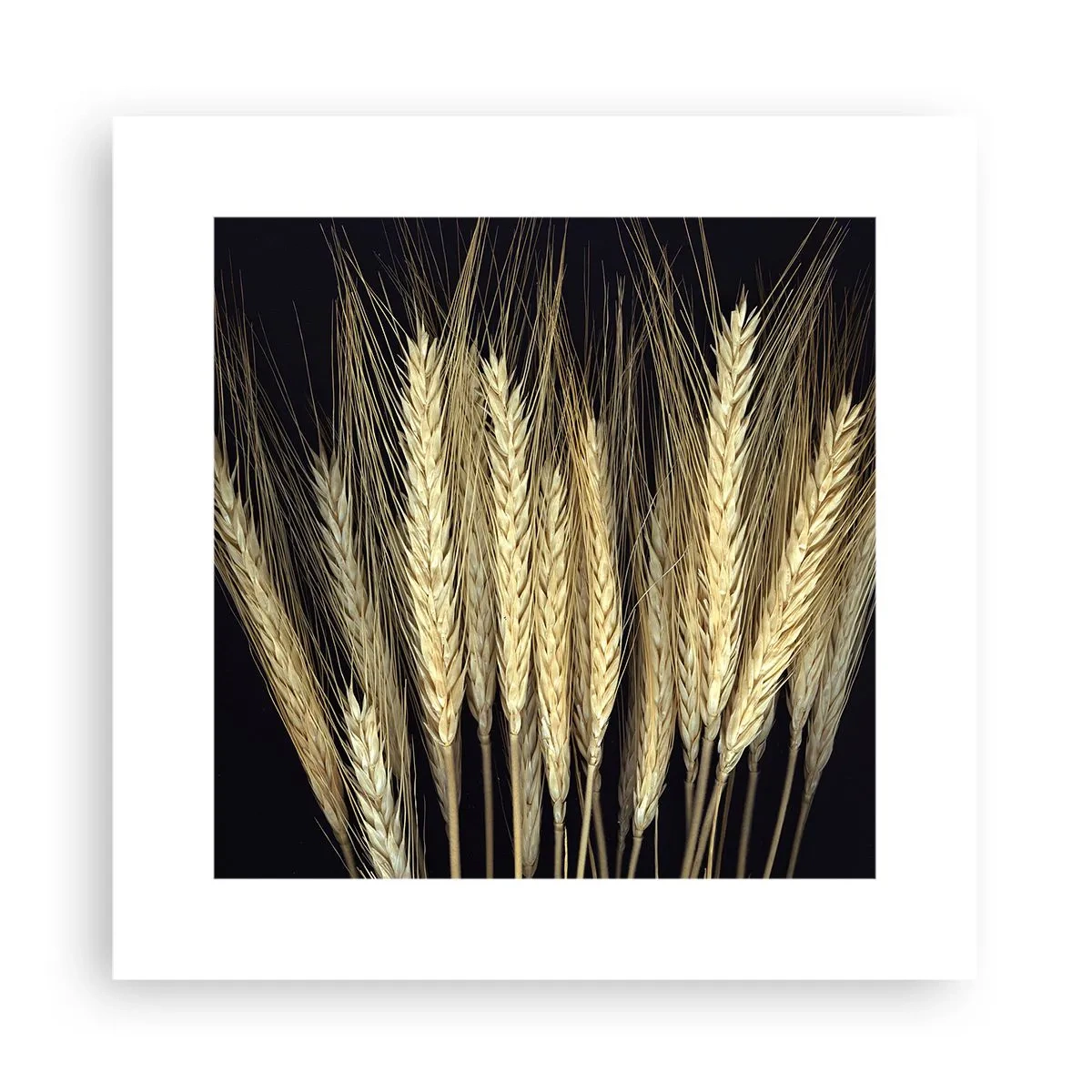 Poster - Magie rustică - 30x30 cm