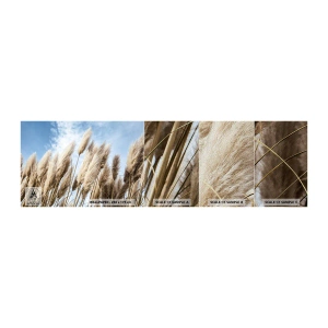Mostră tapet Premium Sand - Mângâiere însorită și vântoasă - Iarbă de pampas, Natură, Boho - 100x30 cm