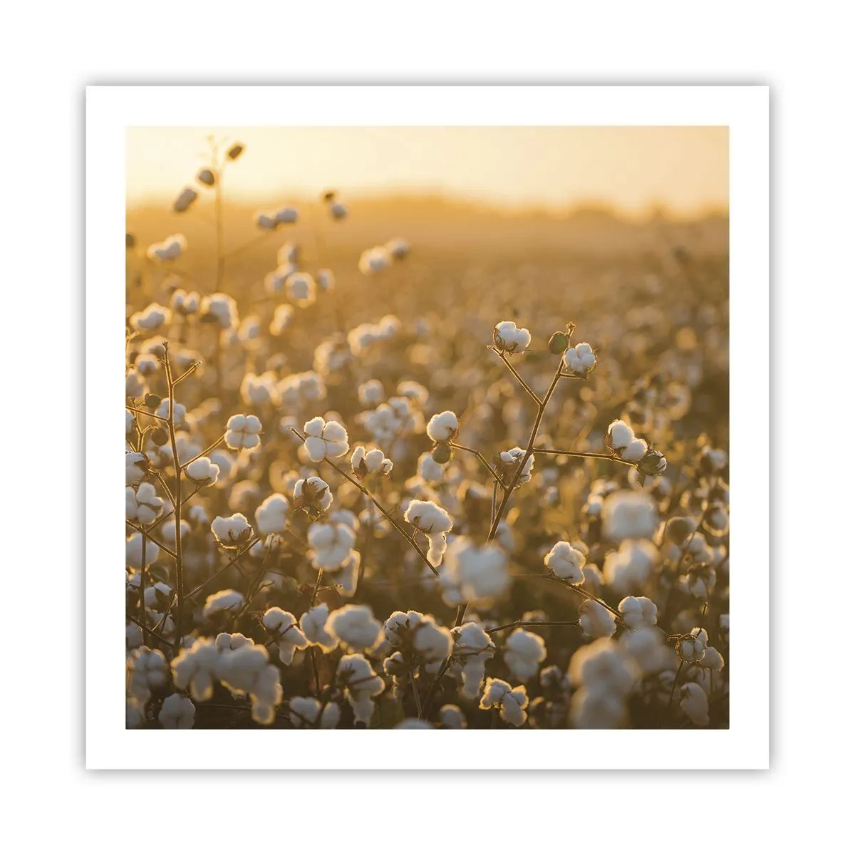 Poster - Câmp pufos - 60x60 cm