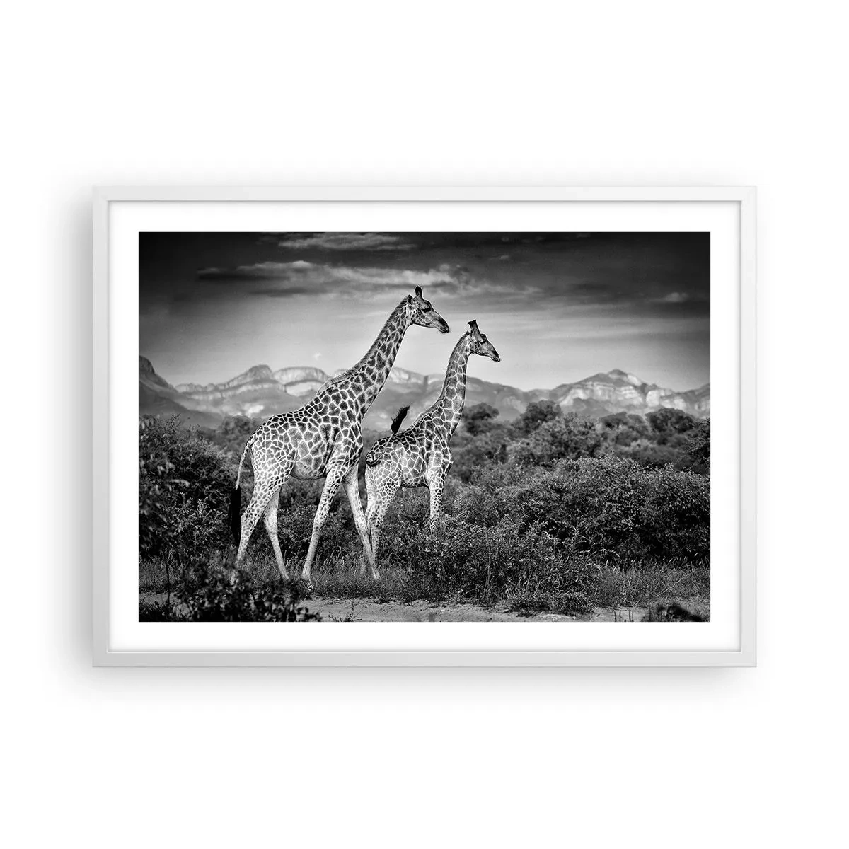 Poster în ramă albă - Clasele superioare din Africa - 70x50 cm