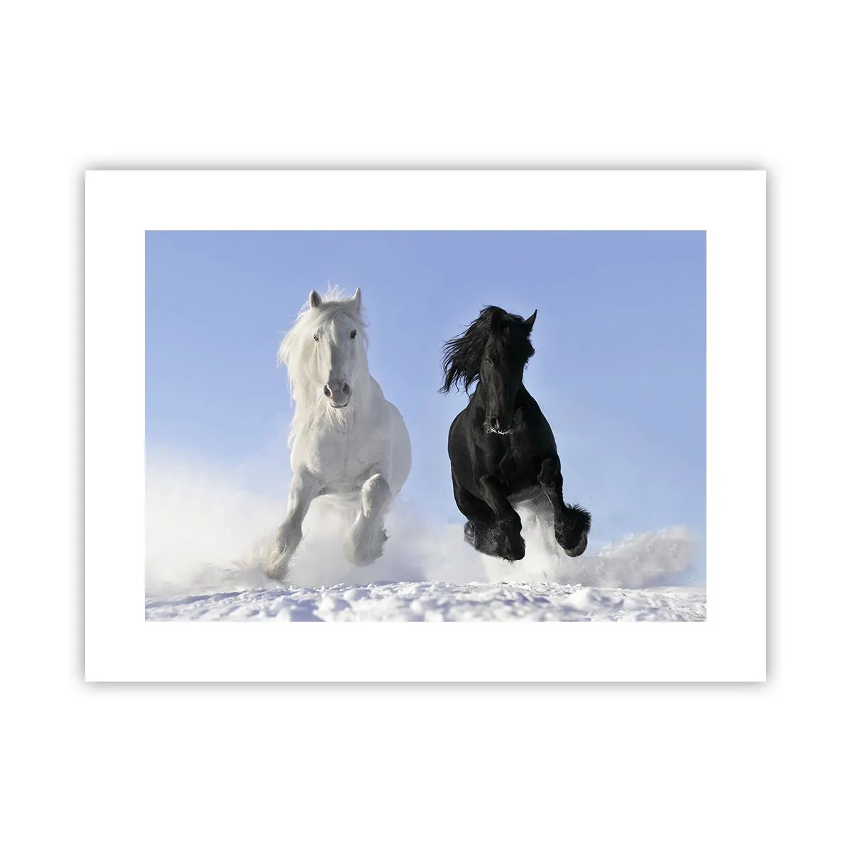 Poster - Galop de alb și negru - 40x30 cm