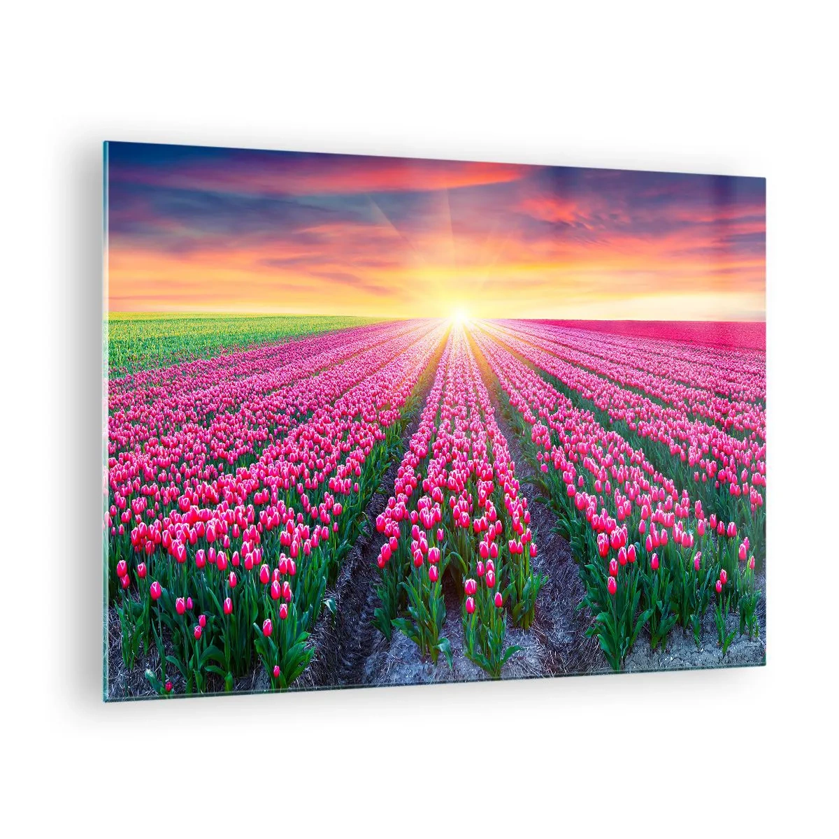 Tablou pe sticlă - Un câmp de lalele roz în razele soarelui apus - 70x50cm - Ferma de frumusețe - Decorațiune modernă pentru perete pentru living și dormitor ARTTOR