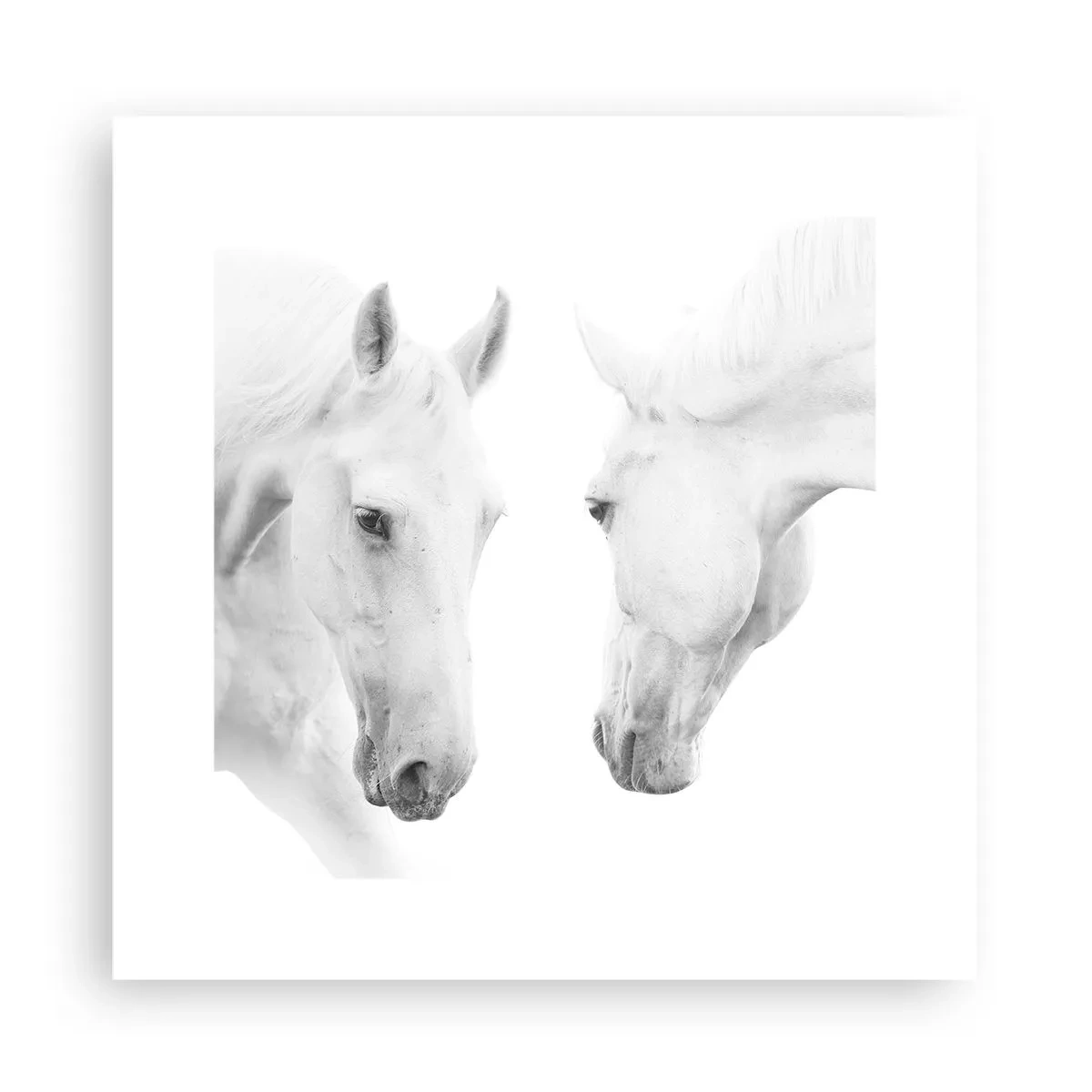 Poster - Este aceasta o prietenie...? - 30x30 cm