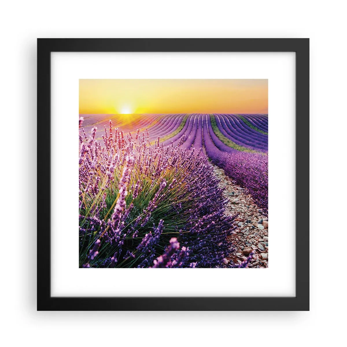 Poster în ramă neagră - Câmpul parfumat - 30x30 cm