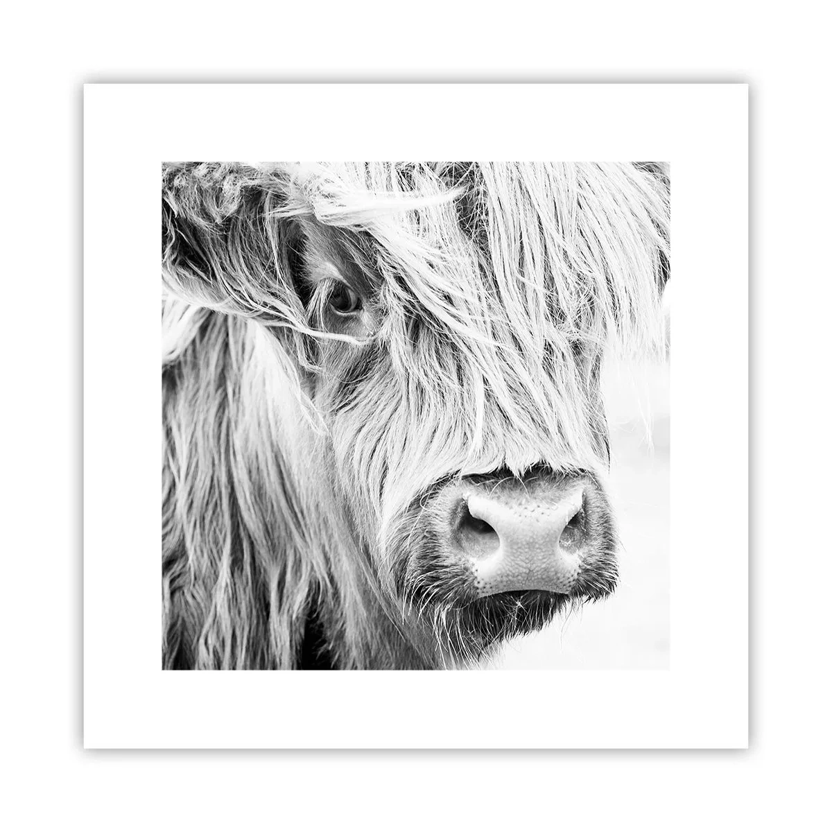 Poster - Sălbăticie scoțiană - 30x30 cm