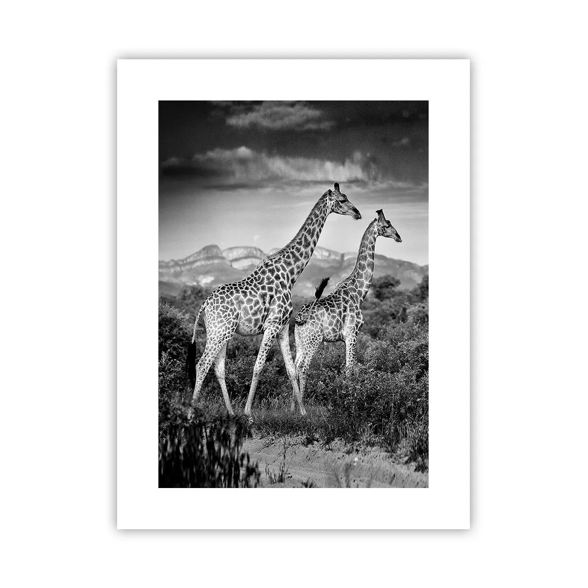 Poster - Clasele superioare din Africa - 30x40 cm