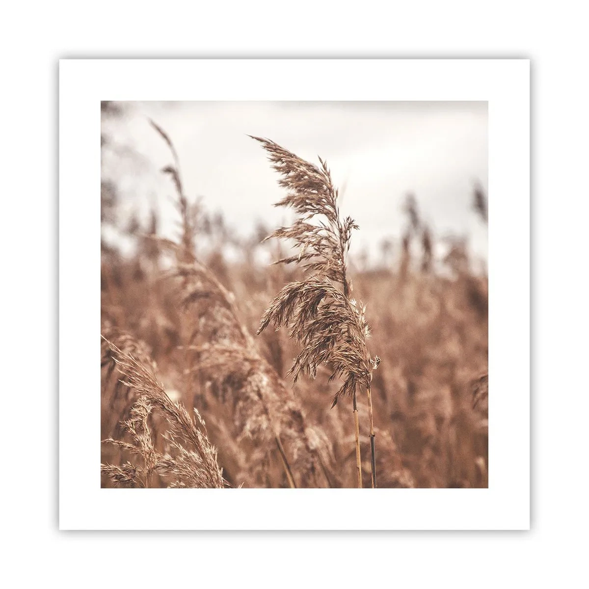 Poster - Toamna pe câmpuri - 40x40 cm