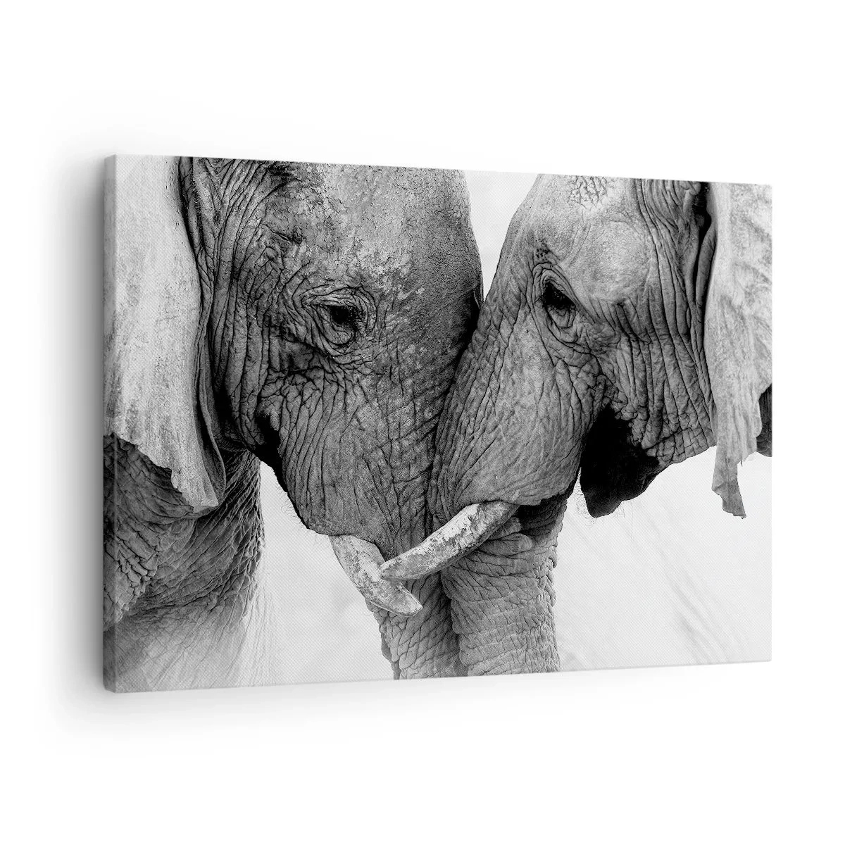 Tablou pe pânză Canvas - Doi elefanți într-un gest tandru pe un fundal monocrom - 70x50cm - Mărturisire din inimă - Decorațiune modernă pentru perete pentru living și dormitor ARTTOR