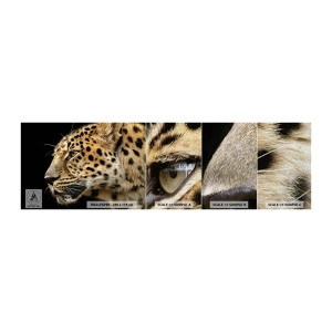 Mostră tapet Premium Canvas - Calm, concentrat, pregătit - Animale, leopard, Africa - 100x30 cm