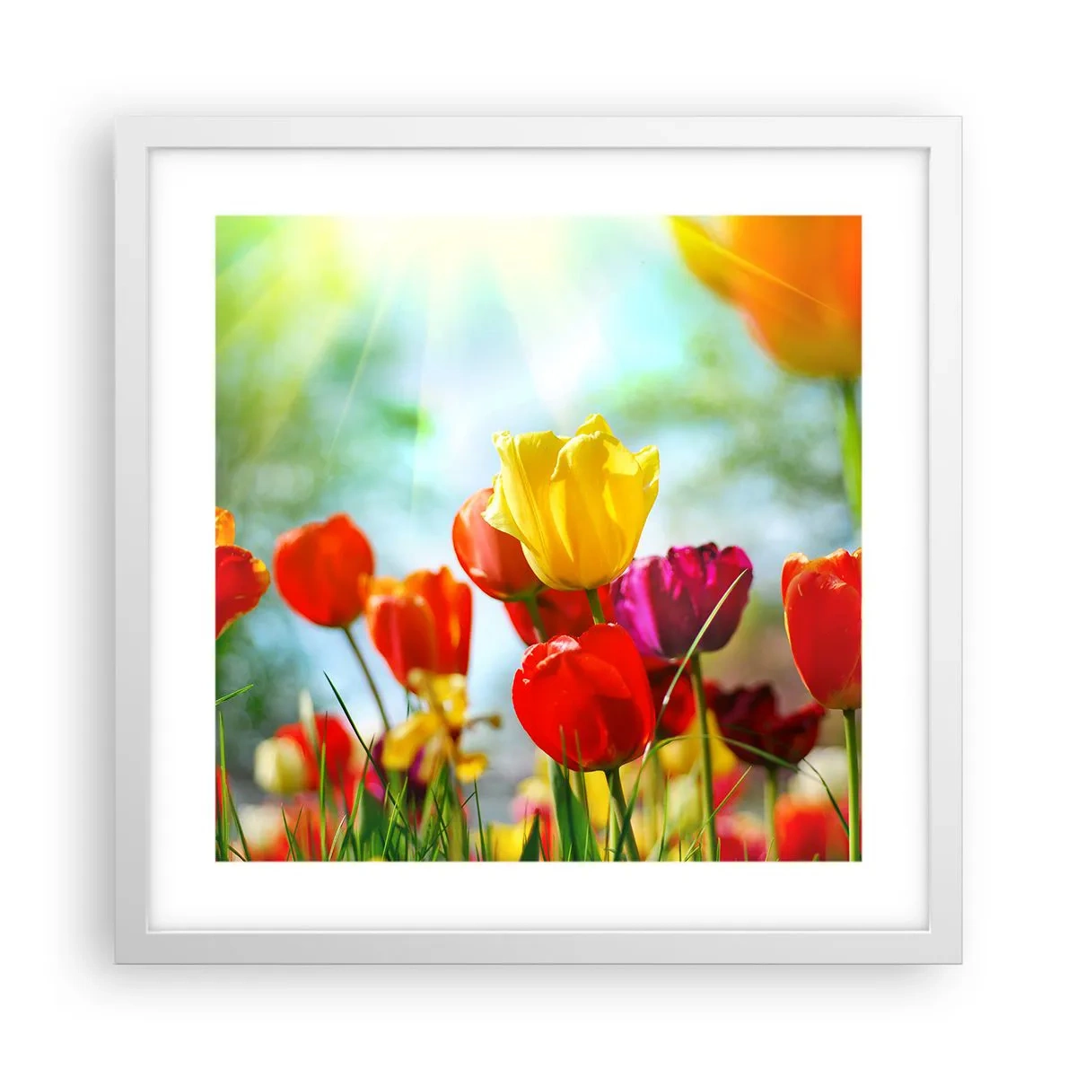 Poster în ramă albă - Toate culorile soarelui - 40x40 cm