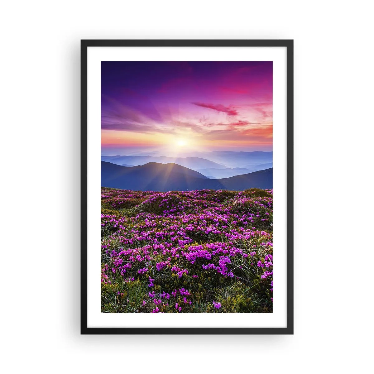 Poster în ramă neagră - Un câmp de flori mov în munți la apus - 50x70cm - Ierburile proaspete miroseau puternic - Decorațiune modernă pentru perete pentru living și dormitor ARTTOR