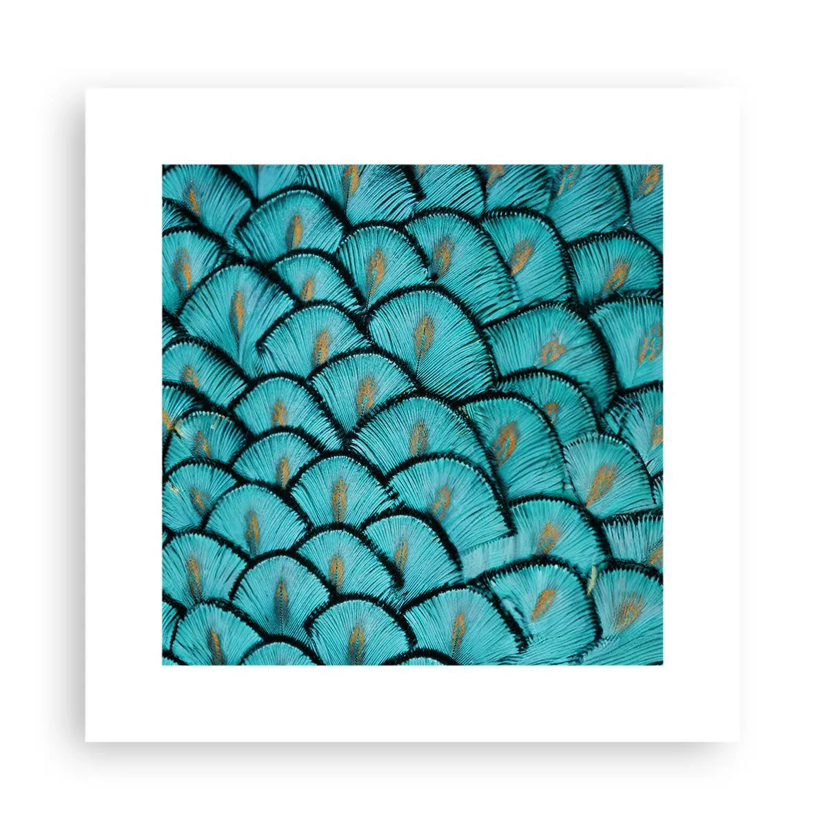 Poster - Marea gală a penelor - 30x30 cm