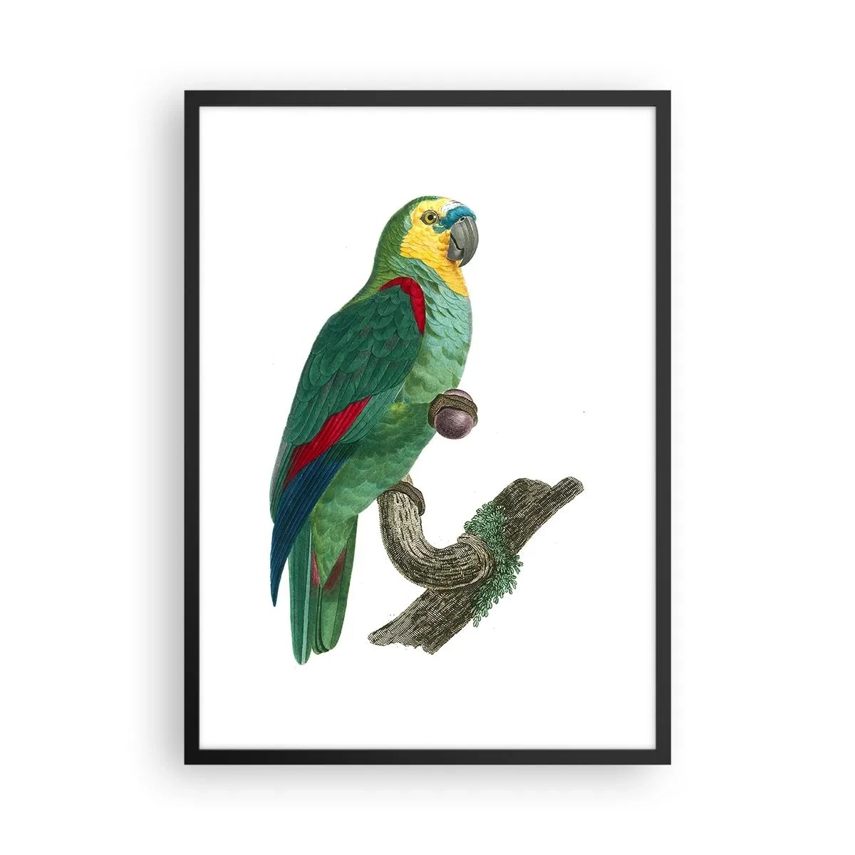 Poster în ramă neagră - Portret de papagal - 50x70cm - Portret de papagal - Decorațiune modernă pentru perete pentru living și dormitor ARTTOR