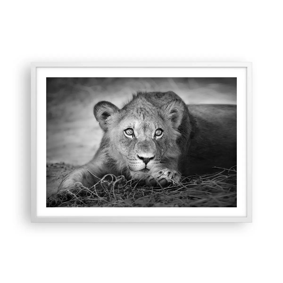 Poster în ramă albă - Pisicuța regală - 70x50 cm