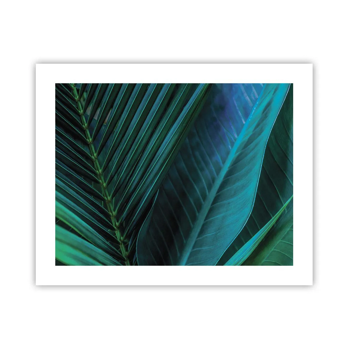 Poster - Anatomia verdelui - 50x40 cm