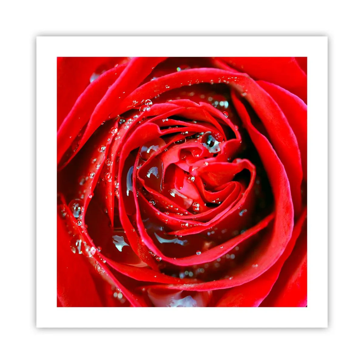 Poster - În picături de rouă - 50x50 cm