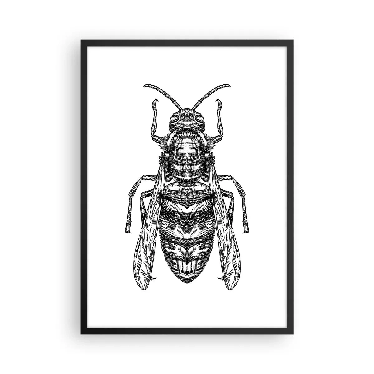 Poster în ramă neagră - Ilustrație detaliată a unei viespi - 50x70cm - De pe o planetă de insecte - Decorațiune modernă pentru perete pentru living și dormitor ARTTOR