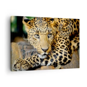 Tablou pe pânză Canvas - Portretul unui leopard în mediul său natural - 70x50cm - Nu-ți fie teamă, apropie-te - Decorațiune modernă pentru perete pentru living și dormitor ARTTOR