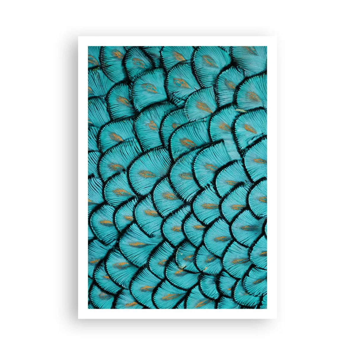 Poster - Marea gală a penelor - 70x100 cm