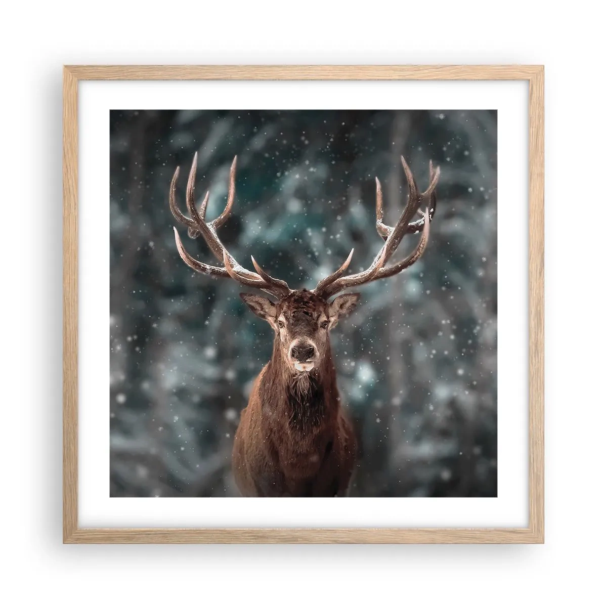 Poster în ramă de stejar deschis - Regele pădurii a fost încoronat - 50x50 cm