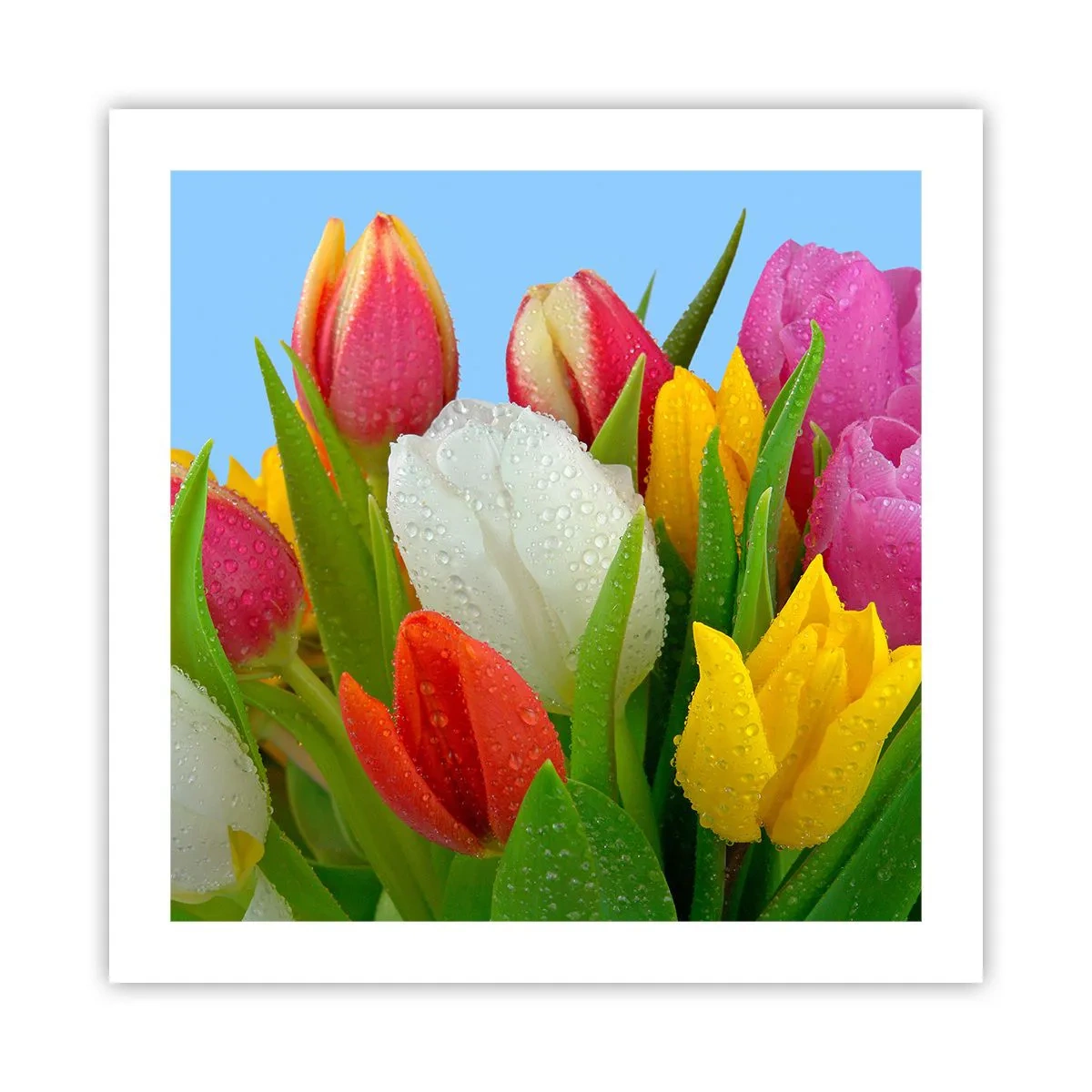 Poster - Un curcubeu floral în picături de rouă - 50x50 cm