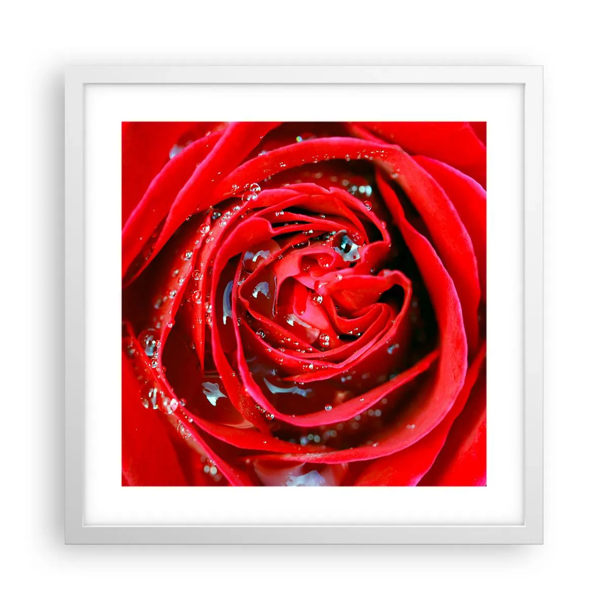 Poster în ramă albă - În picături de rouă - 40x40 cm